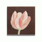 !Tulpe_creme-lachs